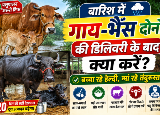 Barish Me Gaay Bhains Ki Delivery Ke Baad Kya Kare