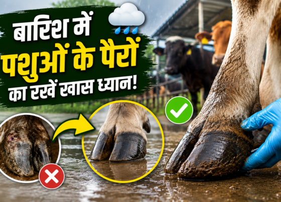 Barish Me Pashuon Ke Pairon Ki Dekhbhal Kaise Kare