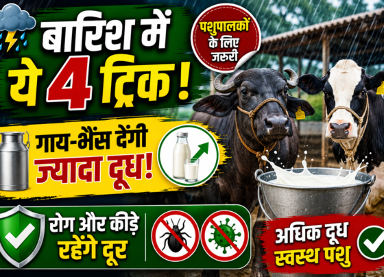 Barish Mein Pashupalan Tips