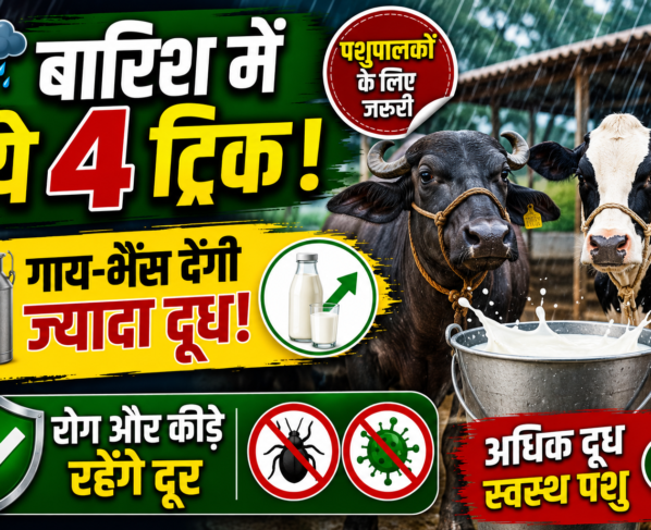 Barish Mein Pashupalan Tips