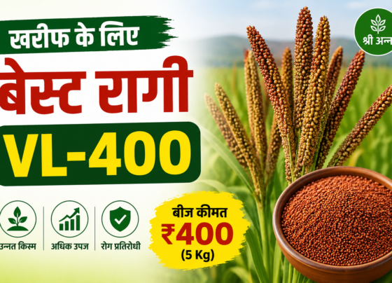 Best Ragi Variety VL 400 for Kharif Season