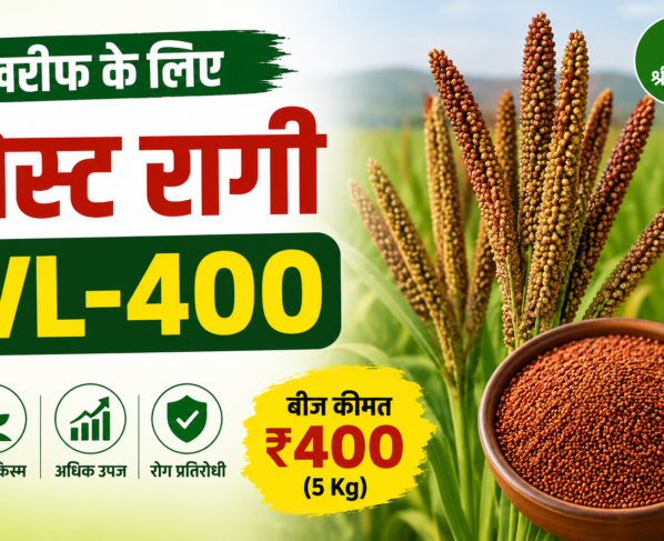Best Ragi Variety VL 400 for Kharif Season