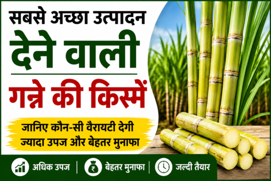 Best Sugarcane Variety