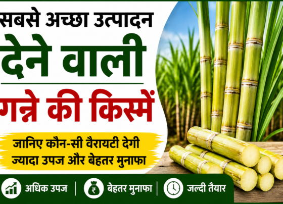 Best Sugarcane Variety