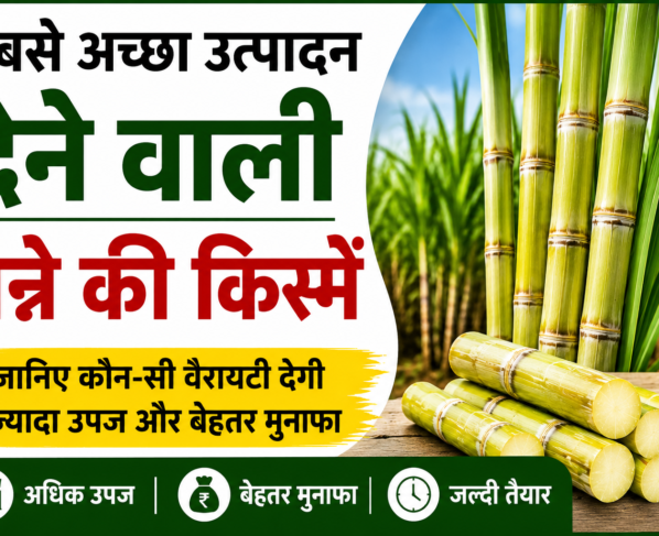 Best Sugarcane Variety