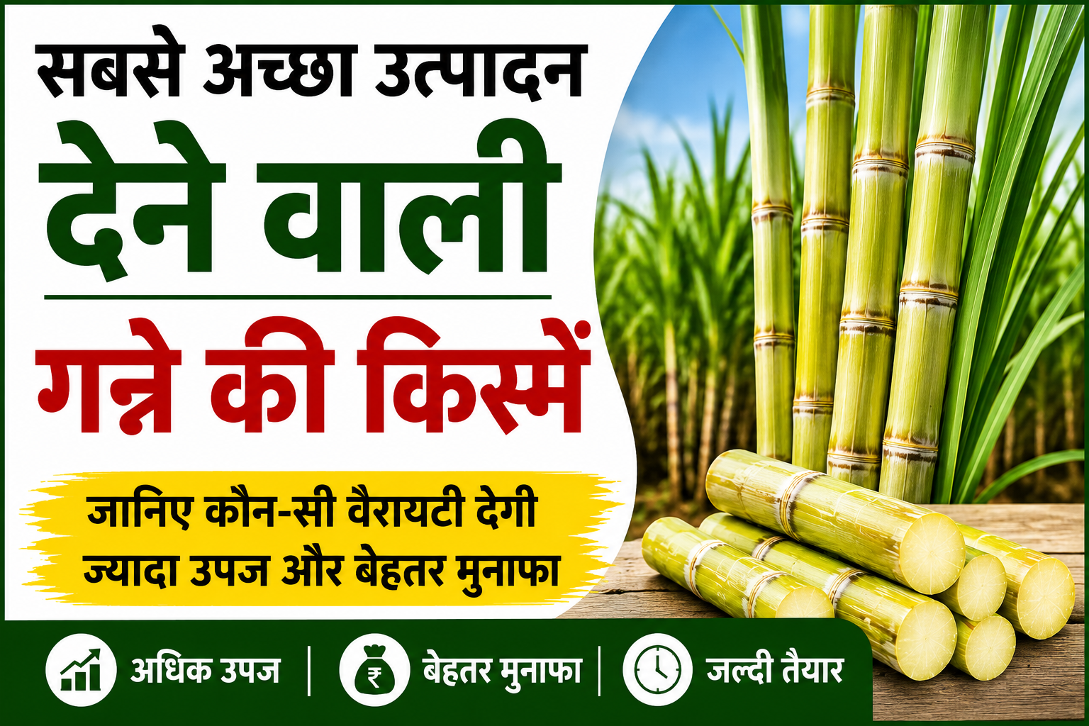 Best Sugarcane Variety : जानिए कौन-सी वैरायटी देगी ज्यादा उपज और बेहतर मुनाफा