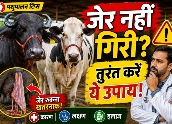 Bhains Aur Gaay Me Jer Na Girne Ke Karan