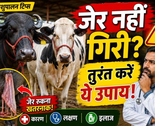 Bhains Aur Gaay Me Jer Na Girne Ke Karan