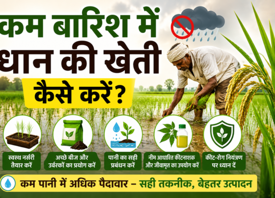 Kam Barish Me Dhan Ki Kheti Kaise Kare