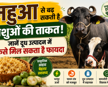 Mahua for Cattle