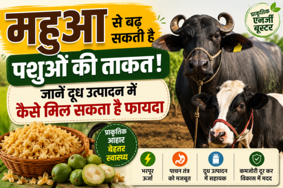 Mahua for Cattle