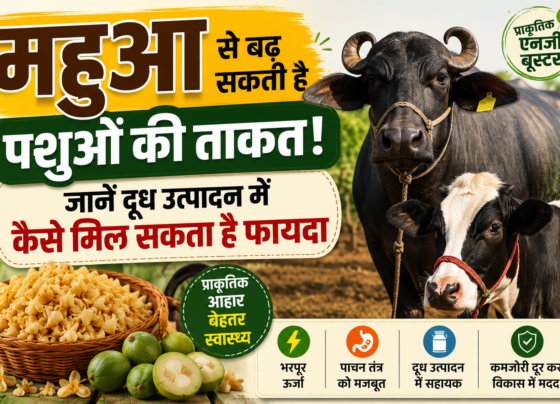 Mahua for Cattle
