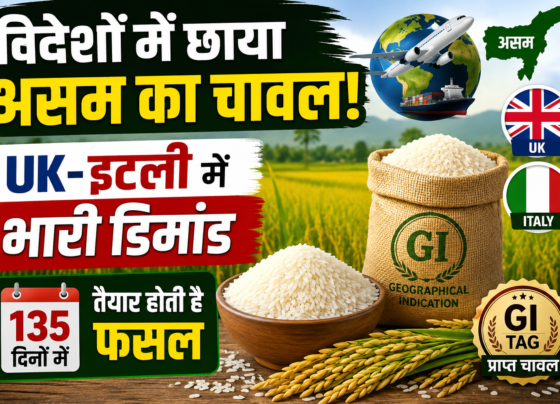 Assam Rice Variety