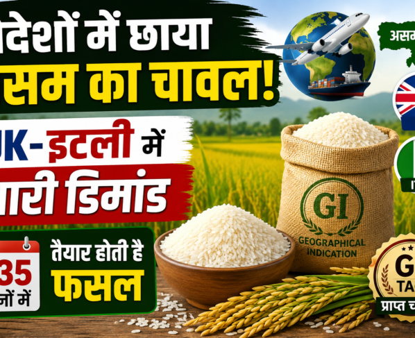 Assam Rice Variety
