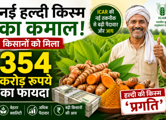 ICAR Turmeric Variety