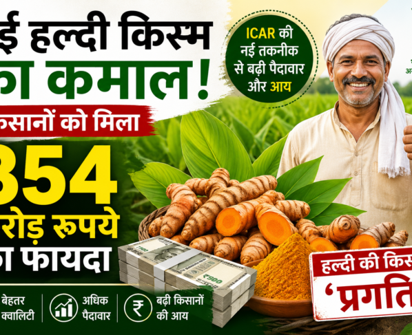 ICAR Turmeric Variety
