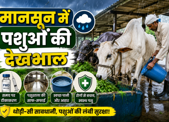 FMD in Cattle