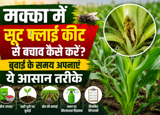 Maize Shoot Fly Control