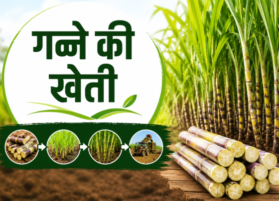 Sugarcane Farming