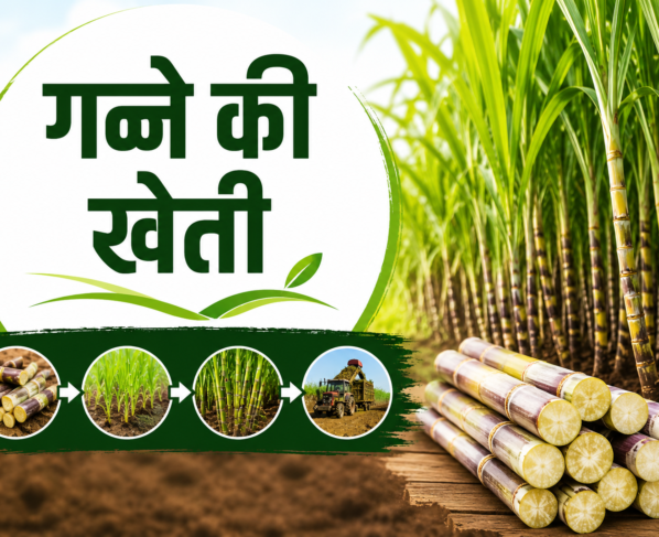 Sugarcane Farming