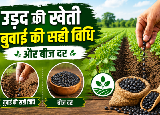 Black Gram Cultivation