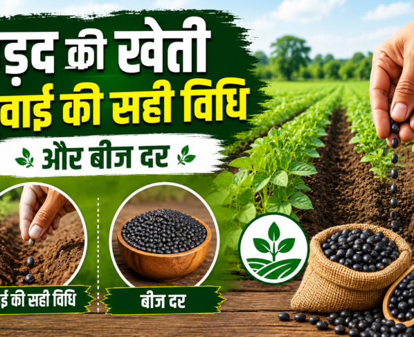 Black Gram Cultivation