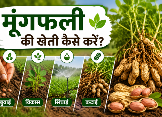 Groundnut Farming in India