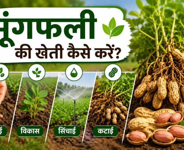 Groundnut Farming in India