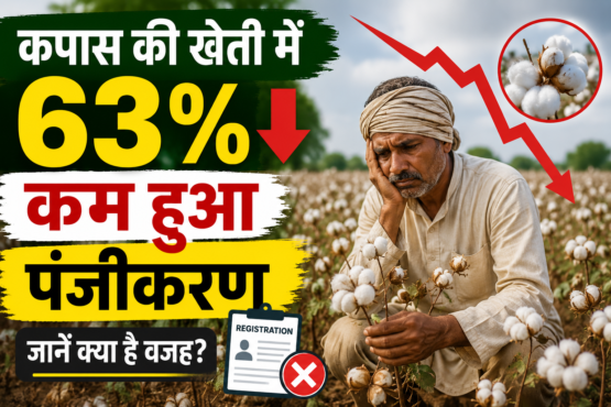Cotton Farming Subsidy
