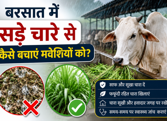 Rainy Season Livestock Care