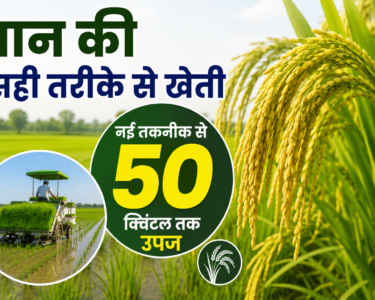Paddy Farming Technology