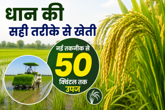 Paddy Farming Technology