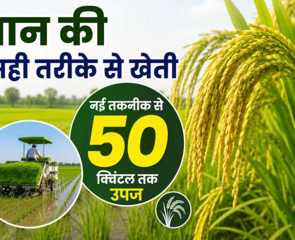 Paddy Farming Technology