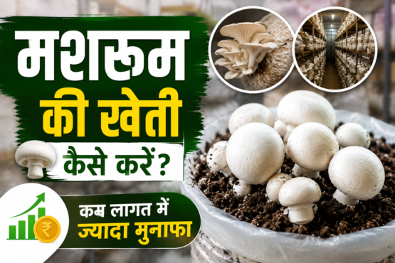 Mushroom Farming in India
