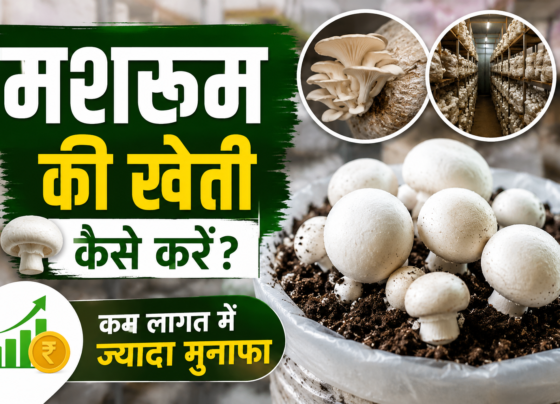 Mushroom Farming in India