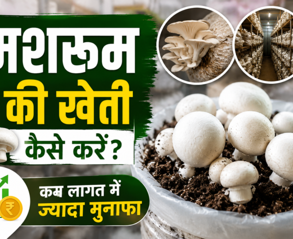 Mushroom Farming in India