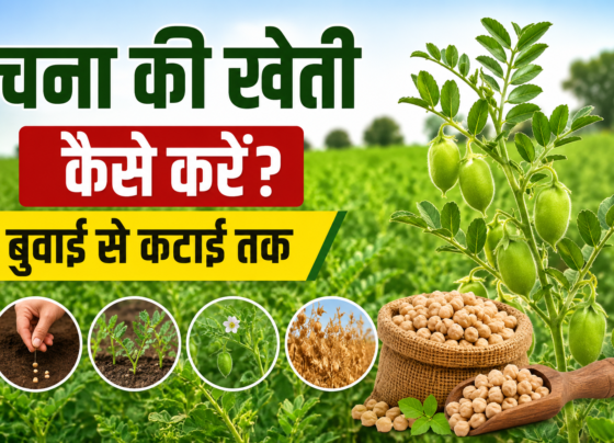 Chana Ki Kheti