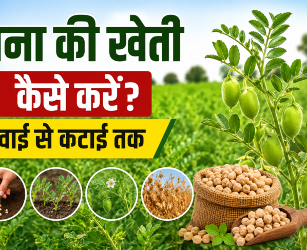 Chana Ki Kheti