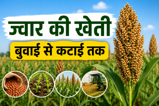 Sorghum Cultivation Process