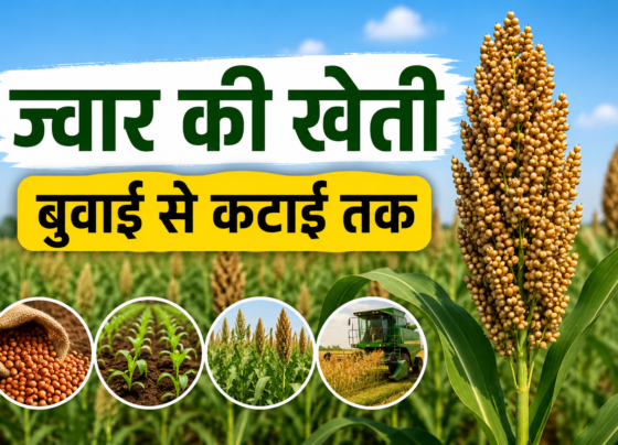 Sorghum Cultivation Process