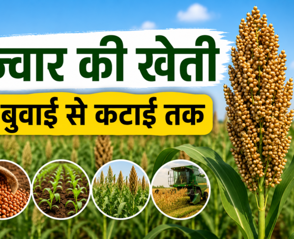 Sorghum Cultivation Process