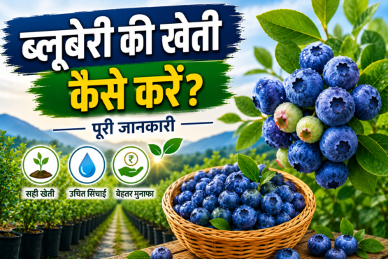 Blueberry Ki Kheti Kaise Kare