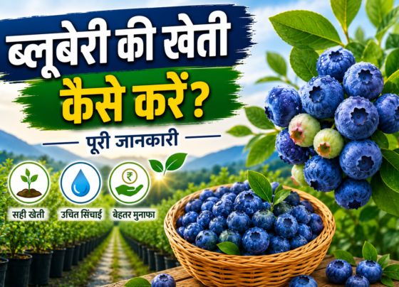 Blueberry Ki Kheti Kaise Kare