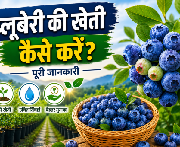 Blueberry Ki Kheti Kaise Kare