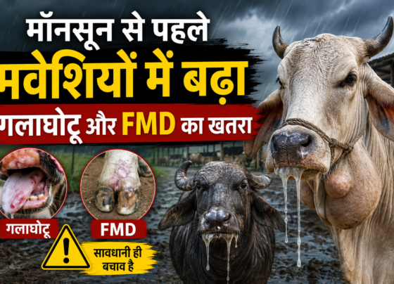 Barish Me Pashuo Ko Rogo Se Kese Bachaye