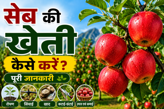 Apple Ki Kheti Kaise Kare
