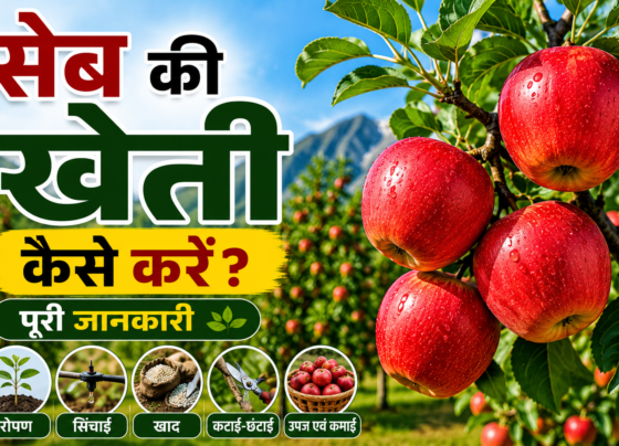 Apple Ki Kheti Kaise Kare