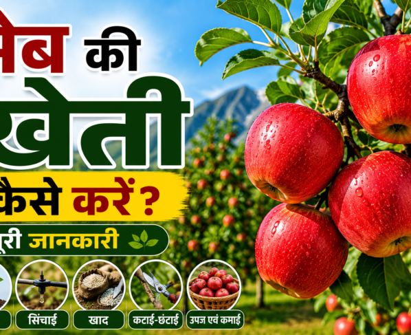Apple Ki Kheti Kaise Kare