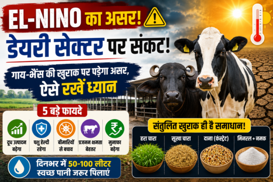 EL-Nino Impact on Dairy Farming
