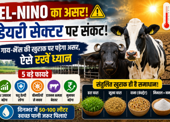 EL-Nino Impact on Dairy Farming